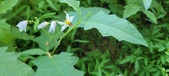 Enlarge photo 68