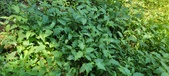 Enlarge photo 69