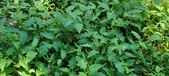 Enlarge photo 70