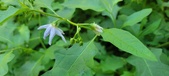 Enlarge photo 72