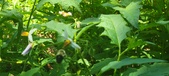 Enlarge photo 74