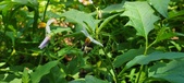 Enlarge photo 75