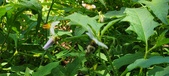 Enlarge photo 76