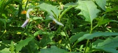Enlarge photo 77