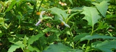 Enlarge photo 78