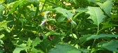 Enlarge photo 79