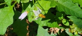 Enlarge photo 81