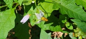 Enlarge photo 82