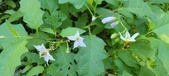 Enlarge photo 85