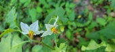 Enlarge photo 92