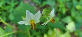 Enlarge photo 93