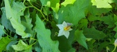 Enlarge photo 96
