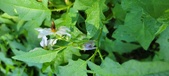 Enlarge photo 98