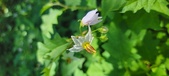 Enlarge photo 104