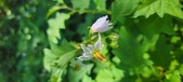 Enlarge photo 105