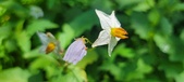 Enlarge photo 106