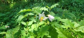 Enlarge photo 108