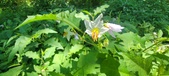 Enlarge photo 109
