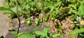 Enlarge photo 126