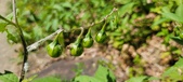 Enlarge photo 131