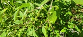 Enlarge photo 133