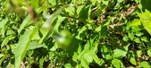 Enlarge photo 134