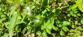 Enlarge photo 136