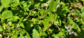 Enlarge photo 137