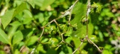 Enlarge photo 140