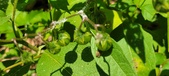 Enlarge photo 141