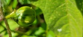 Enlarge photo 142
