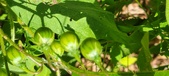 Enlarge photo 145