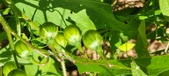 Enlarge photo 146