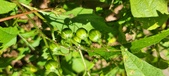Enlarge photo 147