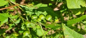 Enlarge photo 148