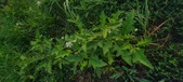 Enlarge photo 244