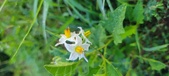 Enlarge photo 241