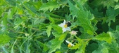 Enlarge photo 243