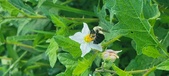 Enlarge photo 239