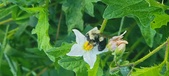 Enlarge photo 237