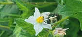 Enlarge photo 230