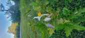 Enlarge photo 221