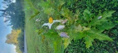 Enlarge photo 220