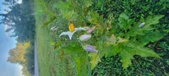 Enlarge photo 216