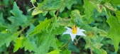 Enlarge photo 217