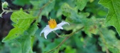 Enlarge photo 219