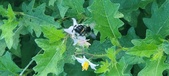 Enlarge photo 215