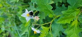 Enlarge photo 210