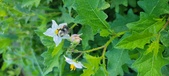Enlarge photo 211