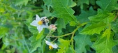 Enlarge photo 207